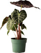 Alocasia - Live Plants in 4 Inch Pots - Florist Quality Air Purifying Indoor Plant - Nature&