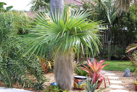 Old Man Palm - Live Plants in 4 Inch Pots - Coccothrinax Crinita - Extremely Rare and Unusual Ornamental Palms of Florida