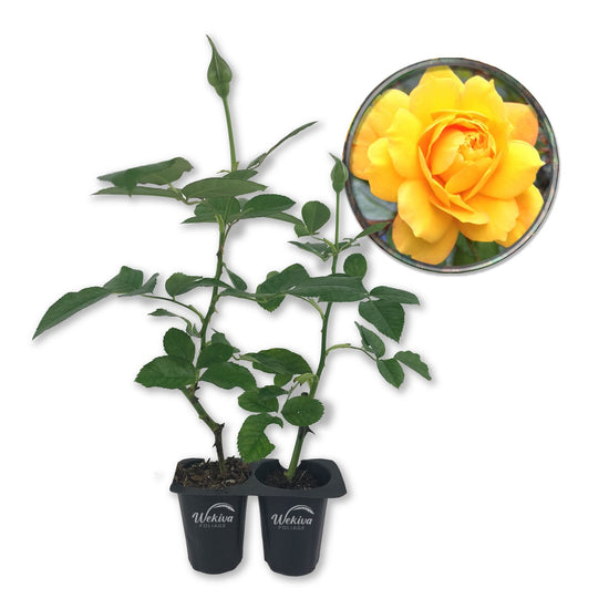 Gold Medal Rose Bush - Live Starter Plants in 2 Inch Pots - Beautifully Fragrant Roses from Florida - A Beautiful Rose with Shapely Deep Golden Blooms