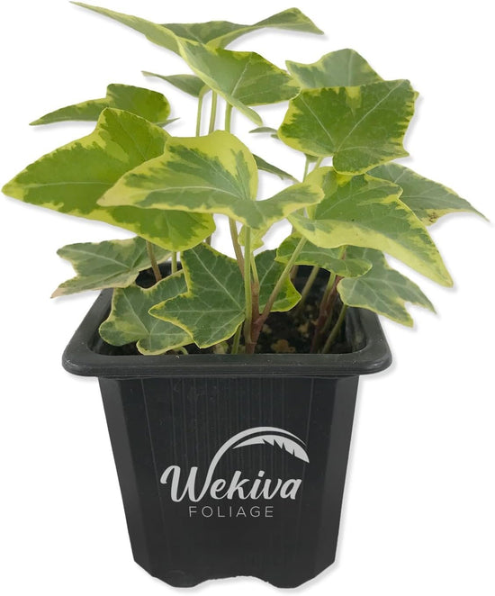 Golden English Ivy - Live Plants in 3 Inch Pots - Hedera Helix - Beautiful Easy Care Indoor Air Purifying Houseplant Vine