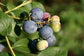 Blueberry Plant - Live Plant in a 2 inch Growers Pot - Vaccinium - Edible Fruit Bearing Tree for The Patio and Garden