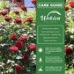 Don Juan Rose Bush - Live Starter Plants in 2 Inch Pots - Beautifully Fragrant Heirloom Rose from Florida - A Versatile Beauty with a Rich Fragrance