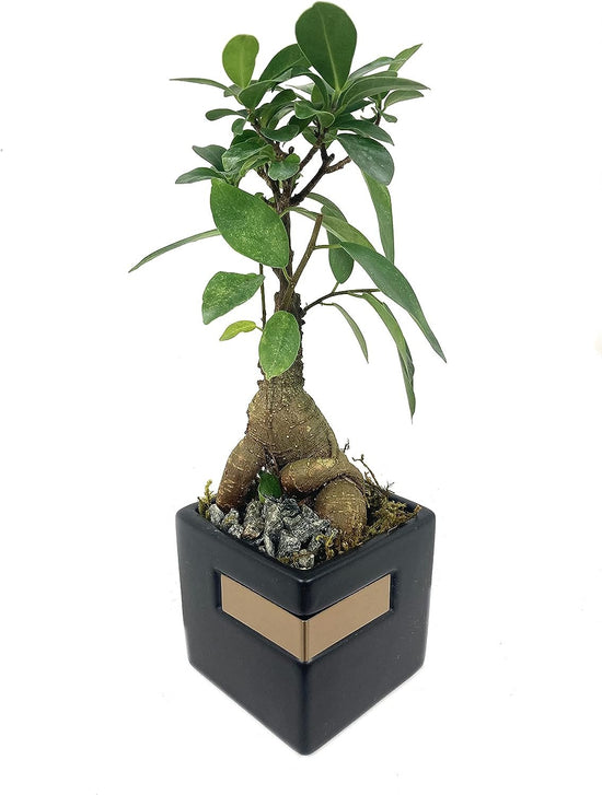 Bonsai Metal Stripe Planter - Live Plants in 3 Inch Decorative Pots - Plant Variety is Grower&