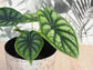 Green Dragon Scale Alocasia - Live Plant in a 4 Inch Pot - Florist Quality Air Purifying Indoor Plant - Nature&