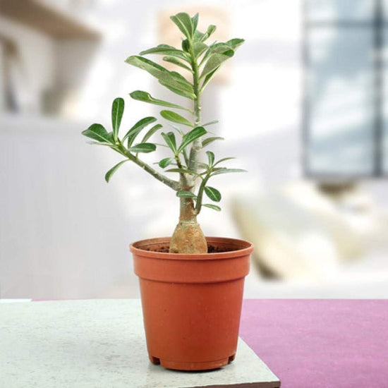 Desert Rose Plant - Live Plant in a 6 Inch Pot - Adenium Obesum - Dramatic Low-Water Succulent