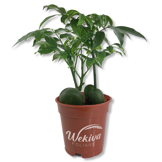 Lucky Bean Plant - Live Plant in a 4 Inch Pot - Castanospermum Australe - Beautiful Ornamental Bonsai Interior Tree - A Natural Charm for Abundance and Prosperity in Your Home