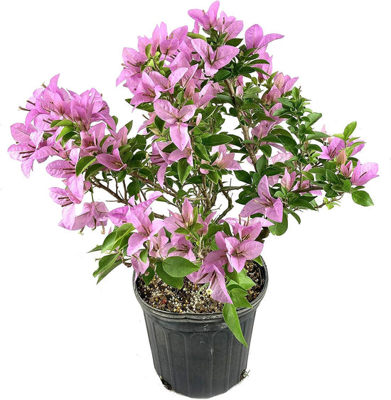 Lavender Bougainvillea - Live Plant in a 3 Gallon Pot - Beautiful and Vibrant Flowering Shrub