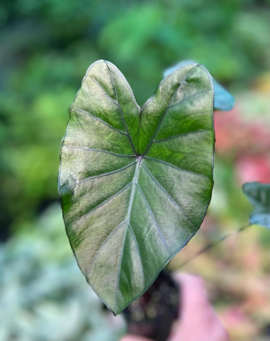 Colocasia Elephant Ear Plant - 4 Live Starter Plants - Colocasia Esculenta - Beautiful Large Leaf Foliage Starter Multipack