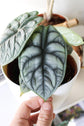 Alocasia - Live Plants in 4 Inch Pots - Florist Quality Air Purifying Indoor Plant - Nature&