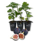 Fig Tree - 3 Live Tissue Culture Starter Plants - Ficus Carica - Edible Fruit Tree for The Patio and Garden