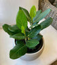 Ficus Tree - 4 Live Starter Plants in 2 Inch Pots - Stunning Easy Care Interior Houseplant