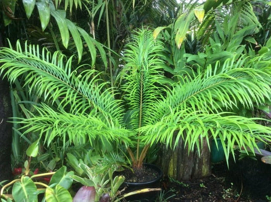 Multipinnate Sago Palm - Live Plant in a 3 Gallon Growers Pot - Cycas Debaoensis - Extremely Rare Ornamental Palms of Florida