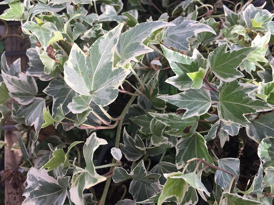 Kolibri Ivy - Live Plants in 4 Inch Pots - Hedera Helix &