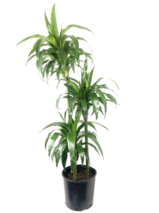 Dracaena Lisa Elegance Cane - Live Plant in a 10 inch Pot - Dracaena Deremensis - Beautiful Easy Care Air Purifying Indoor Houseplant