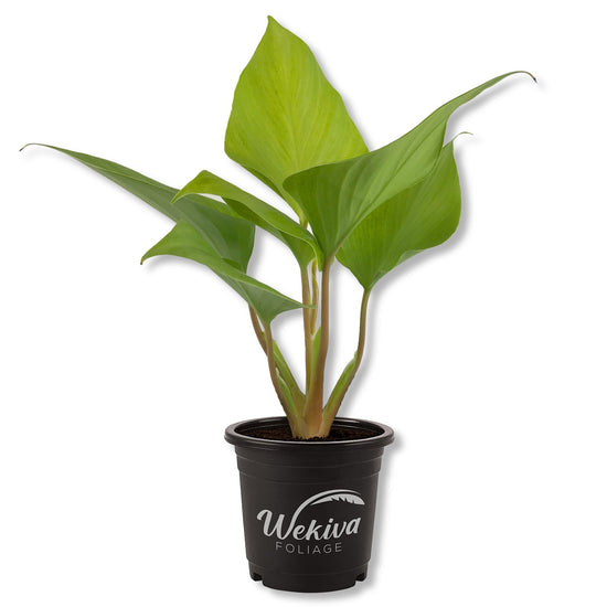 Homalomena Emerald Gem Golden - Live Plant in a 4 Inch Nursery Pot - Homalomena &