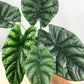 Alocasia - Live Plants in 4 Inch Pots - Florist Quality Air Purifying Indoor Plant - Nature&