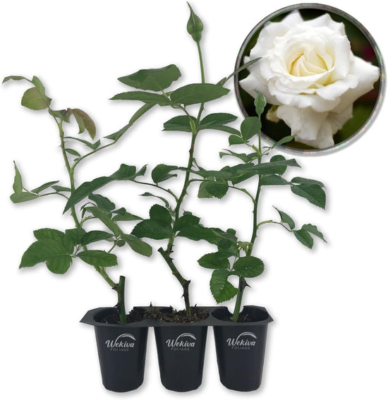 Pope John Paul Rose Bush - Live Starter Plants in 2 Inch Pots - Beautifully Fragrant Heirloom Rose from Florida - A Versatile Beauty with a Rich Fragrance