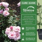 Our Lady of Guadalupe Rose Bush - Live Starter Plants in 2 Inch Pots - Beautifully Fragrant Heirloom Rose from Florida - A Versatile Beauty with a Rich Fragrance