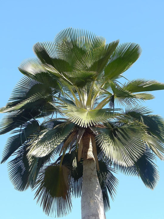 Bailey Copernicia Palm - Live Plants in 4 Inch Pots - Young Starter Plant - Copernicia Baileyana - Extremely Rare Ornamental Palms of Florida