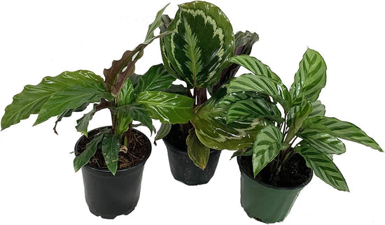 Rare Calathea Indoor Houseplant Multi-Pack - 3 Live Plants in 4 Inch Pots - Calathea Rufibarba - Calathea Freddie - Calathea Medallion - Rare and Beautiful Air Purifying Indoor Plants