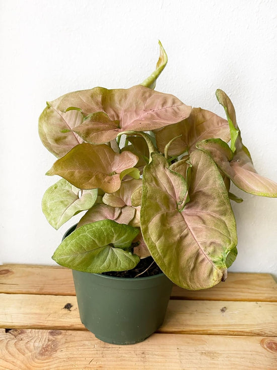 Syngonium Strawberry Cream - Live Plant in a 4 Inch Pot - Syngonium Podophyllum &