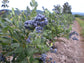 Blueberry Plant - Live Plant in a 2 inch Growers Pot - Vaccinium - Edible Fruit Bearing Tree for The Patio and Garden