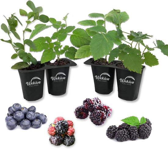 Berry Variety Pack - 4 Live Starter Plants - One Each Starter Plant of Blueberry, BlackBerry, Raspberry, and Boysenberry for Your Edible Garden