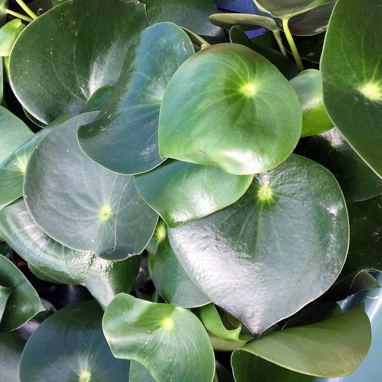 Peperomia - Live Plants in 2 Inch Pots - Rare and Elegant Indoor Houseplant