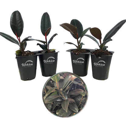 Ficus Tree - 4 Live Starter Plants in 2 Inch Pots - Stunning Easy Care Interior Houseplant