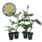 Elina Rose Bush - Live Starter Plants in 2 Inch Pots - Beautiful Roses from Florida - A Timeless Classic Ornamental Rose