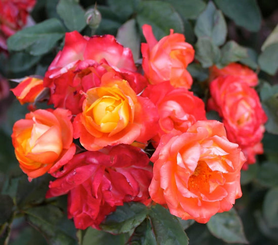 Pinata Climbing Rose Bush - Live Starter Plants in 4 Inch Pots - Beautiful Roses from Florida - A Colorful Addition to Any Garden