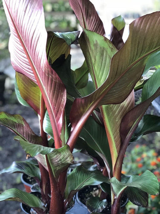 Red Abyssinian Banana Tree - Live Plants in 6 Inch Grower&