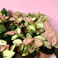 Syngonium Neon Pink - Live Plant in a 4 Inch Pot - Syngonium Podophyllum &