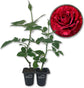 Red Intuition Rose Bush - Live Starter Plants in 2 Inch Pots - Beautifully Fragrant Heirloom Rose from Florida - A Versatile Beauty with a Rich Fragrance