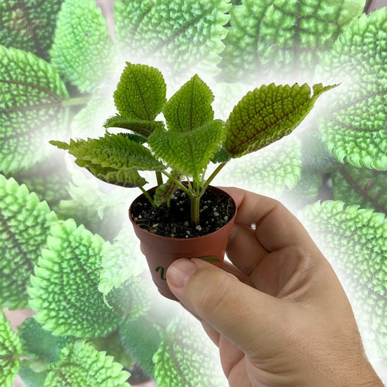 Friendship Plants - Live Starter Plants in 2 Inch Pots - Baby Pilea - Beautiful Textured Indoor Houseplant