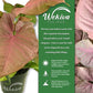 Syngonium Pink Perfection - Live Plant in a 4 Inch Pot - Syngonium Podophyllum &