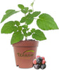 Berry Variety Pack - 4 Live Starter Plants - One Each Starter Plant of Blueberry, BlackBerry, Raspberry, and Boysenberry for Your Edible Garden