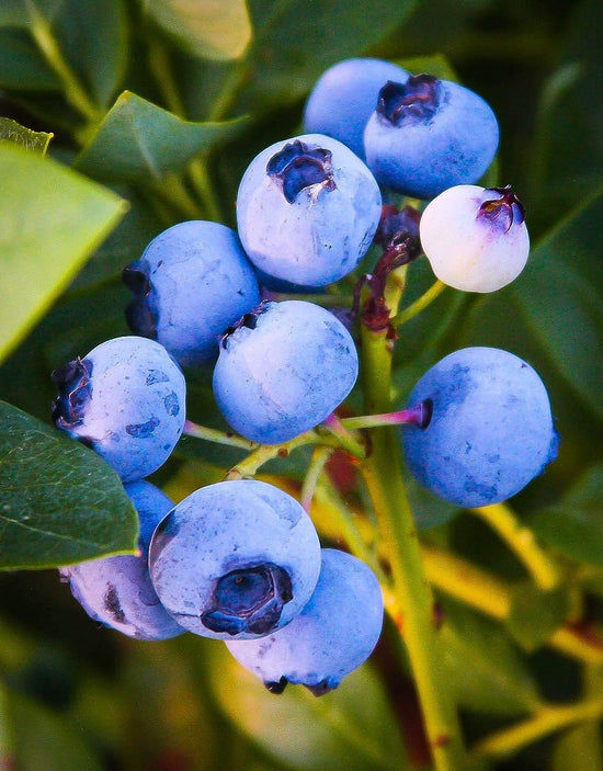 Emerald Blueberry Plant - Live Starter Plants - Vaccinium - Edible Fruit Bearing Tree for The Patio and Garden