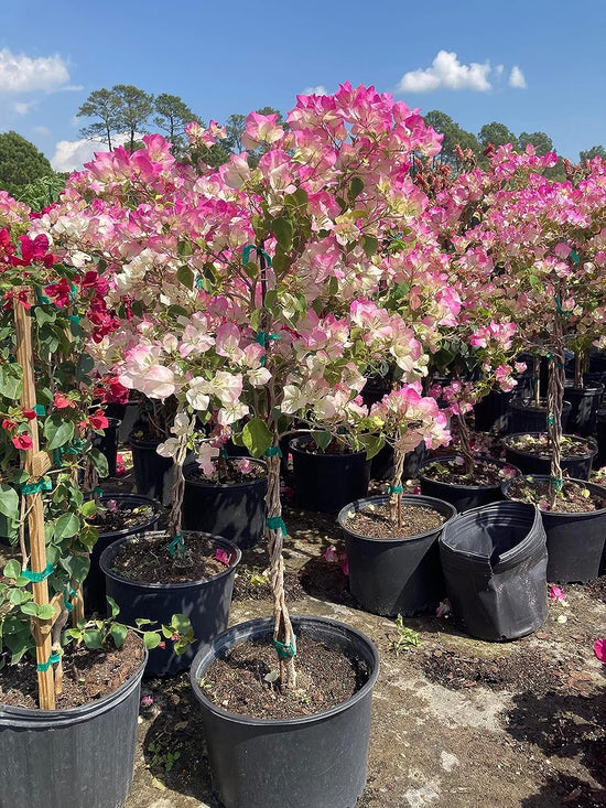 Imperial Thai Delight Bougainvillea Tree - Live Plant in a 10 Inch Grower&