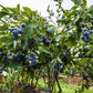 Blueberry Plant - Live Plant in a 2 inch Growers Pot - Vaccinium - Edible Fruit Bearing Tree for The Patio and Garden