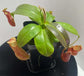 Carnivorous Tropical Plants - Live Starter Plants in 2 Inch Pots - Beautiful Easy Care Indoor Tropical Carnivorous Plants