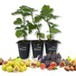 Fig Tree - 3 Live Tissue Culture Starter Plants - Ficus Carica - Edible Fruit Tree for The Patio and Garden