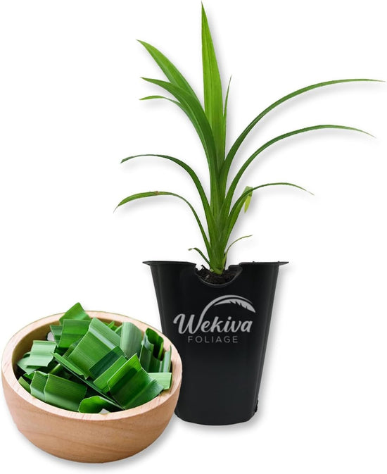 Pandan Plant - Live Tissue Culture Starter Plant - Pandanus Amaryllifolius - Fragrant Flavor Sweet Edible Leaves