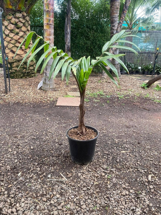 Caledonian Hapala Palm Tree - Live Plant in a 3 Gallon Grower&