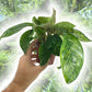 Camouflage Homalomena - Live Plant in a 4 Inch Nursery Pot - Homalomena &