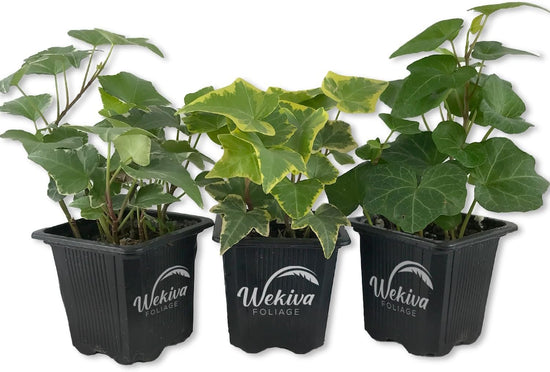 English Ivy Trio Variety - 3 Live Plants in 3 Inch Pots - Hedera Helix - Variegated, Golden, and Green English Ivy Indoor Houseplants