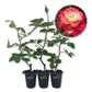 Double Delight Rose Bush - Live Starter Plants in 2 Inch Pots - Beautifully Fragrant Rose from Florida - Stunning Hybrid Tea Rose Cultivar - Add Color and Fragrance to Any Garden