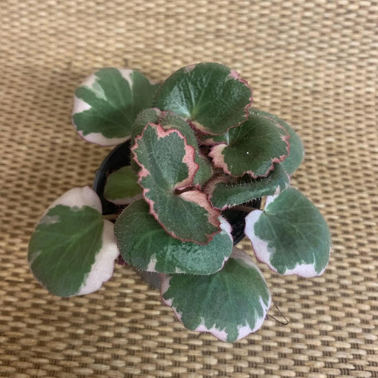 Strawberry Begonia - 4 Live Starter Plants in 2 Inch Pots - Saxifraga Stolonifera Tricolor - Rare and Beautiful Indoor Houseplant or Garden