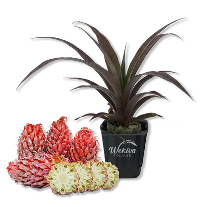 Cathy Ornamental Pineapple Plant - Live Starter Plants in 2 Inch Pots - Ananas Comosus - Non-Edible Ornamental Fruit Tree for The Patio and Garden (2 Plants)