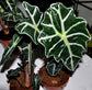 Alocasia - 4 Live Starter Plants in 2 Inch Pots - Alocasia - Florist Quality Air Purifying Indoor Plant - Nature&